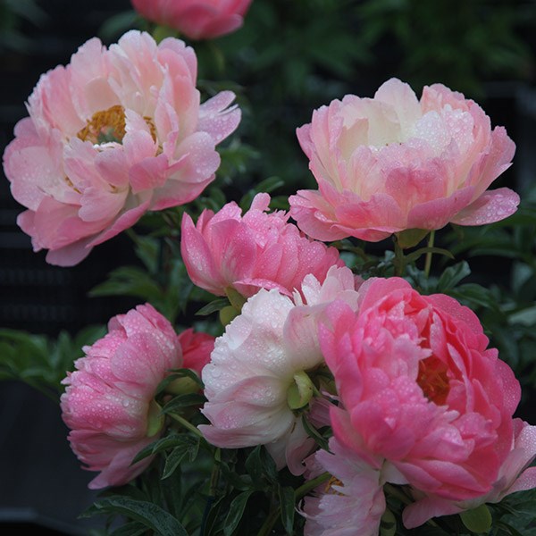 paeony / peony paeony / peony