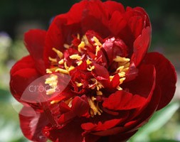 paeony / peony
