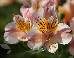 alstroemeria Junon