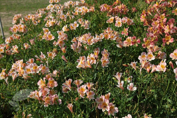 alstroemeria Junon alstroemeria Junon