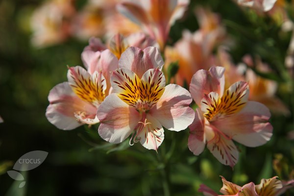 alstroemeria Junon alstroemeria Junon