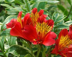 alstroemeria Spitfire