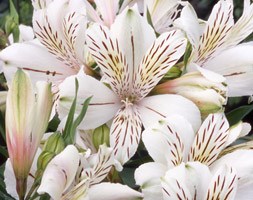 Alstroemeria 'Rivale' (alstroemeria)