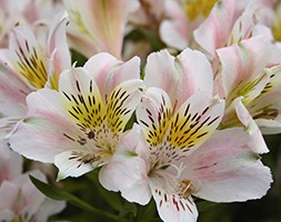 Alstroemeria 'Neptune' (Planet Series) (alstroemeria)