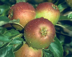 apple - family