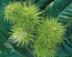 chestnut 'Marhlac' (chestnut)