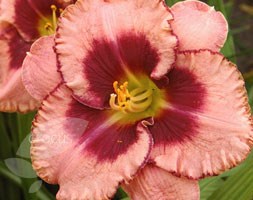 Hemerocallis 'Daring Deception' (daylily Daring Deception)