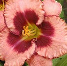 Hemerocallis Daring Deception