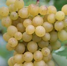 grape Lakemont