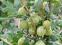 gooseberry