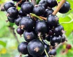 blackcurrant