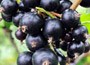 blackcurrant