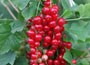 redcurrant