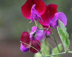 Lathyrus odoratus 'Matucana' (sweet pea Matucana)