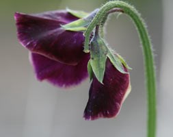 Lathyrus odoratus 'Beaujolais' (spencer sweet pea Beaujolais)