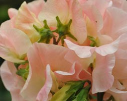 Lathyrus odoratus 'Bobby's Girl' (spencer sweet pea)