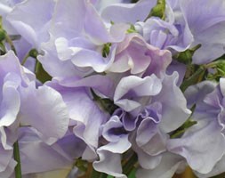 Lathyrus odoratus 'Charlie's Angel' (spencer sweet pea)