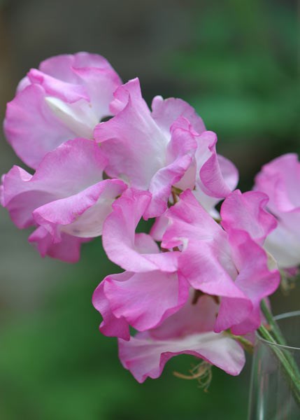 spencer sweet pea Gwendoline spencer sweet pea Gwendoline