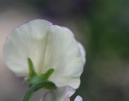 Lathyrus odoratus 'High Scent' (modern grandiflora sweet pea (syn. King's High Scent))