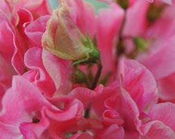 Lathyrus odoratus 'Tara' (spencer sweet pea seed Tara)