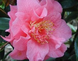 camellia
