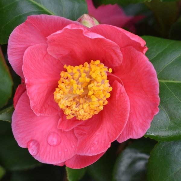 camellia