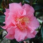 camellia