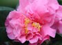 camellia