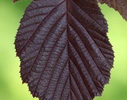 Corylus maxima 'Purpurea' (filbert)