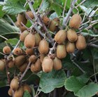 kiwi fruit