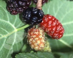 mulberry