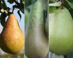pear 'Doyenne‚ Du Comice' / 'Conference' / 'Concorde' (pear - family)