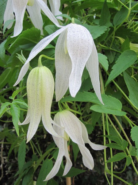 clematis (group 1) clematis (group 1)