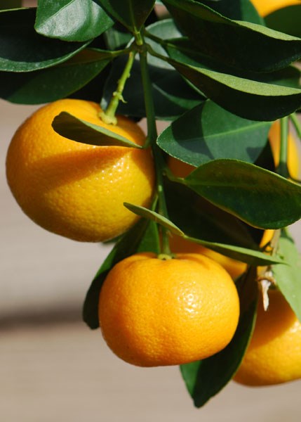 baby calamondin baby calamondin
