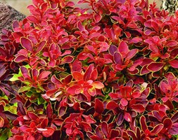 Berberis thunbergii f. atropurpurea 'Admiration' (PBR) (barberry)