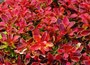 barberry