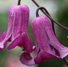 clematis (group 3)