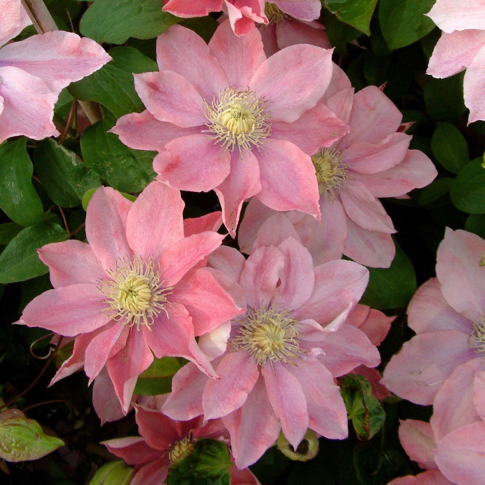 clematis (group 2)