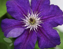 Clematis Happy Birthday ('Zohapbi')  (PBR) (clematis (group 3))