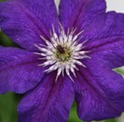 clematis (group 3)