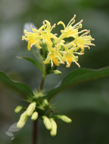 bush honeysuckle bush honeysuckle