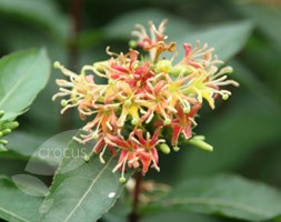 bush honeysuckle