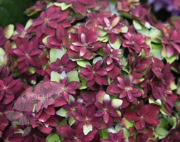 hydrangea