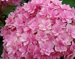 hydrangea
