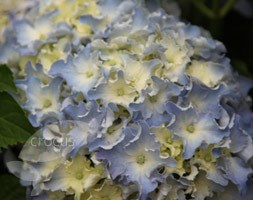 hydrangea