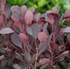 smoke bush
