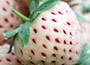 pineberry White Dream