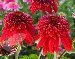 Echinacea 'Eccentric' (coneflower)