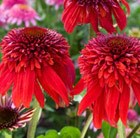 Echinacea Eccentric