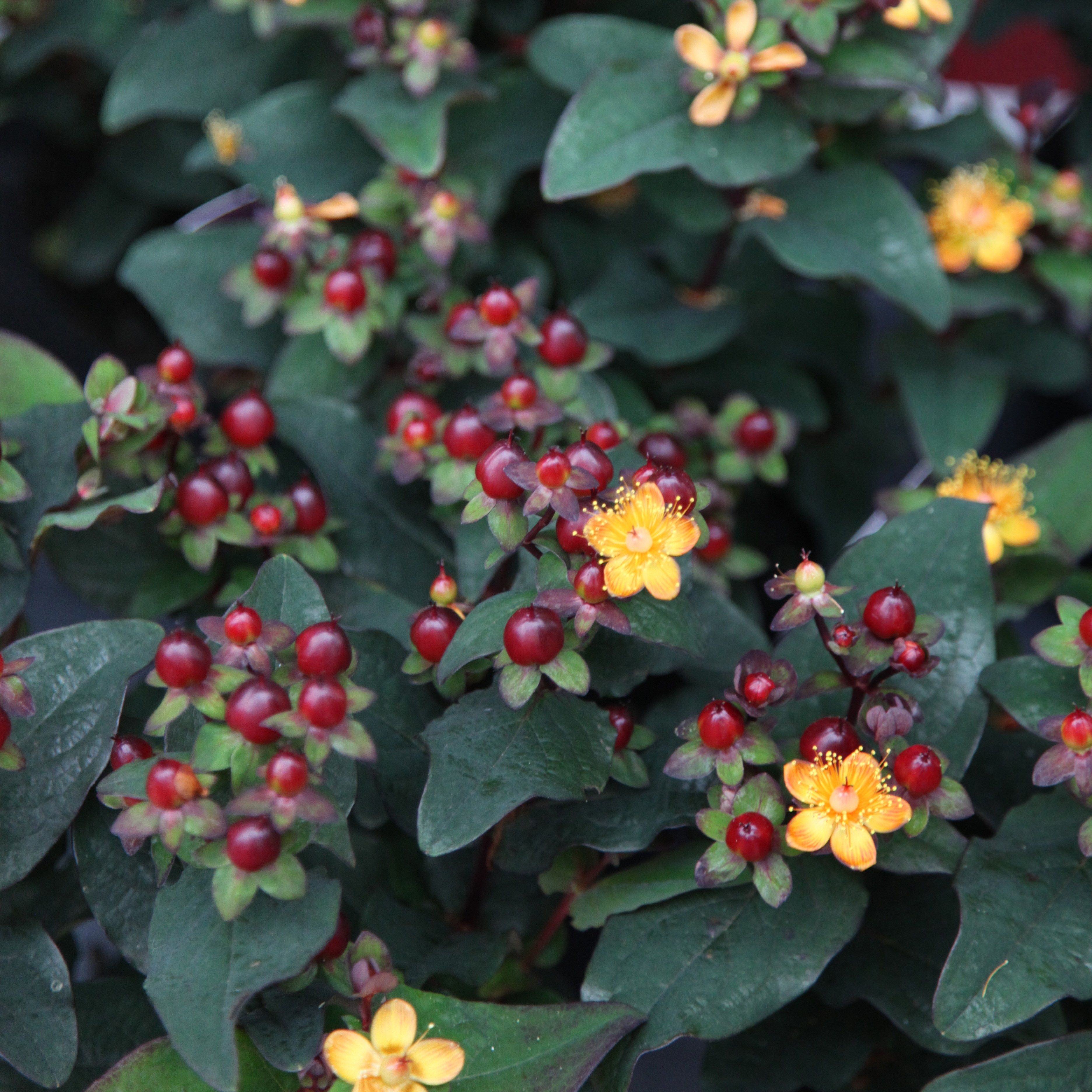 St. John's wort